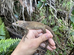 Anolis cuvieri