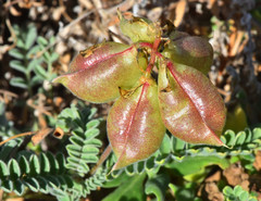 Astragalus nuttallii