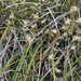 Phlebocarya ciliata - Photo (c) Graham Zemunik, algunos derechos reservados (CC BY-NC), subido por Graham Zemunik