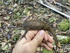 Anolis cuvieri