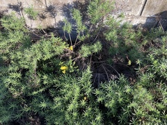 Deinandra greeneana peninsularis