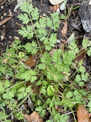 Chaerophyllum tainturieri
