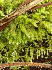 Eurhynchium striatum