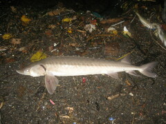 Acipenser fulvescens