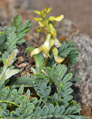 Astragalus nuttallii