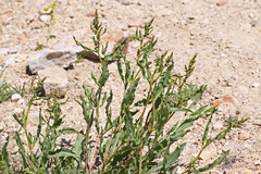 Rumex californicus