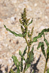Rumex californicus
