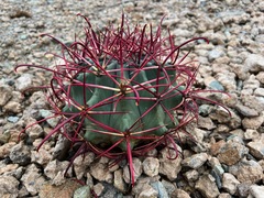 Ferocactus emoryi