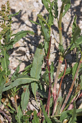 Rumex californicus