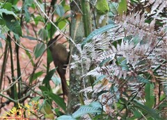 Xiphocolaptes promeropirhynchus