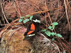 Heliconius hortense
