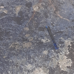 Argia oculata