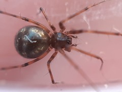 Lepthyphantes