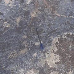 Argia oculata