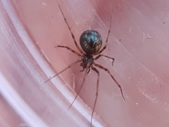 Lepthyphantes