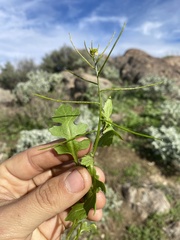 Sisymbrium erysimoides