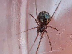 Lepthyphantes