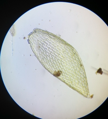 Sphagnum tenellum