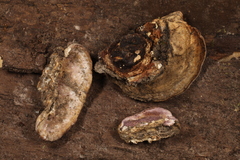 Skeletocutis lilacina