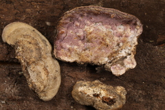 Skeletocutis lilacina