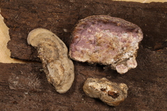 Skeletocutis lilacina