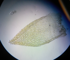 Sphagnum tenellum