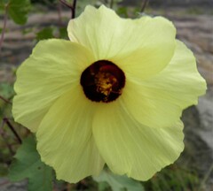 Hibiscus engleri