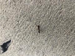 Odontomachus ruginodis