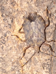 Coenomorpha nervosa