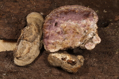 Skeletocutis lilacina