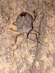 Coenomorpha nervosa