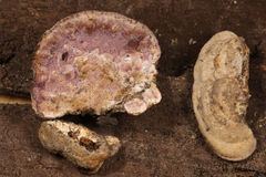 Skeletocutis lilacina