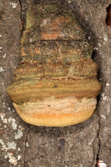 Pyrofomes juniperinus
