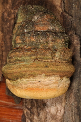 Pyrofomes juniperinus