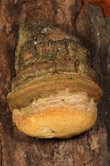 Pyrofomes juniperinus