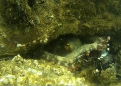 Octopus vulgaris
