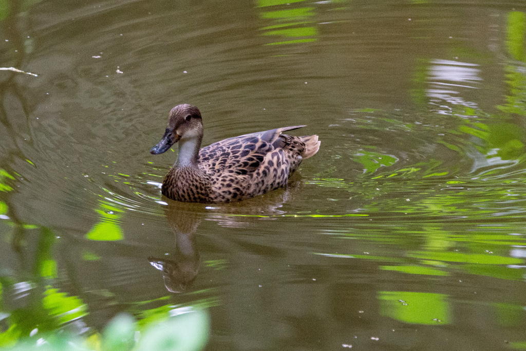 White-cheeked Pintail × Mallard