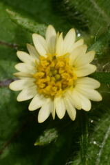 Sigesbeckia agrestis