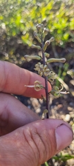 Drimia elata