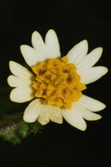 Sigesbeckia agrestis