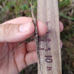 Achurum carinatum