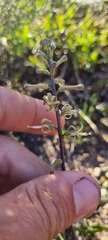 Drimia elata