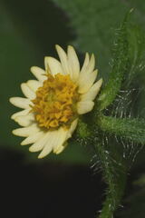 Sigesbeckia agrestis