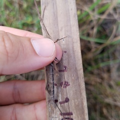 Achurum carinatum