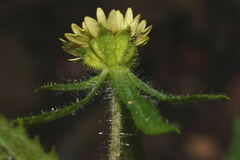 Sigesbeckia agrestis