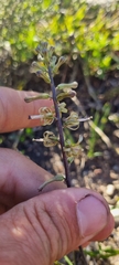 Drimia elata