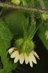 Sigesbeckia agrestis