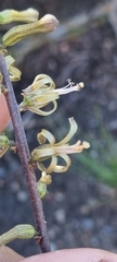 Drimia elata