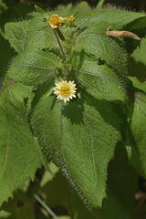 Sigesbeckia agrestis