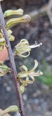 Drimia elata